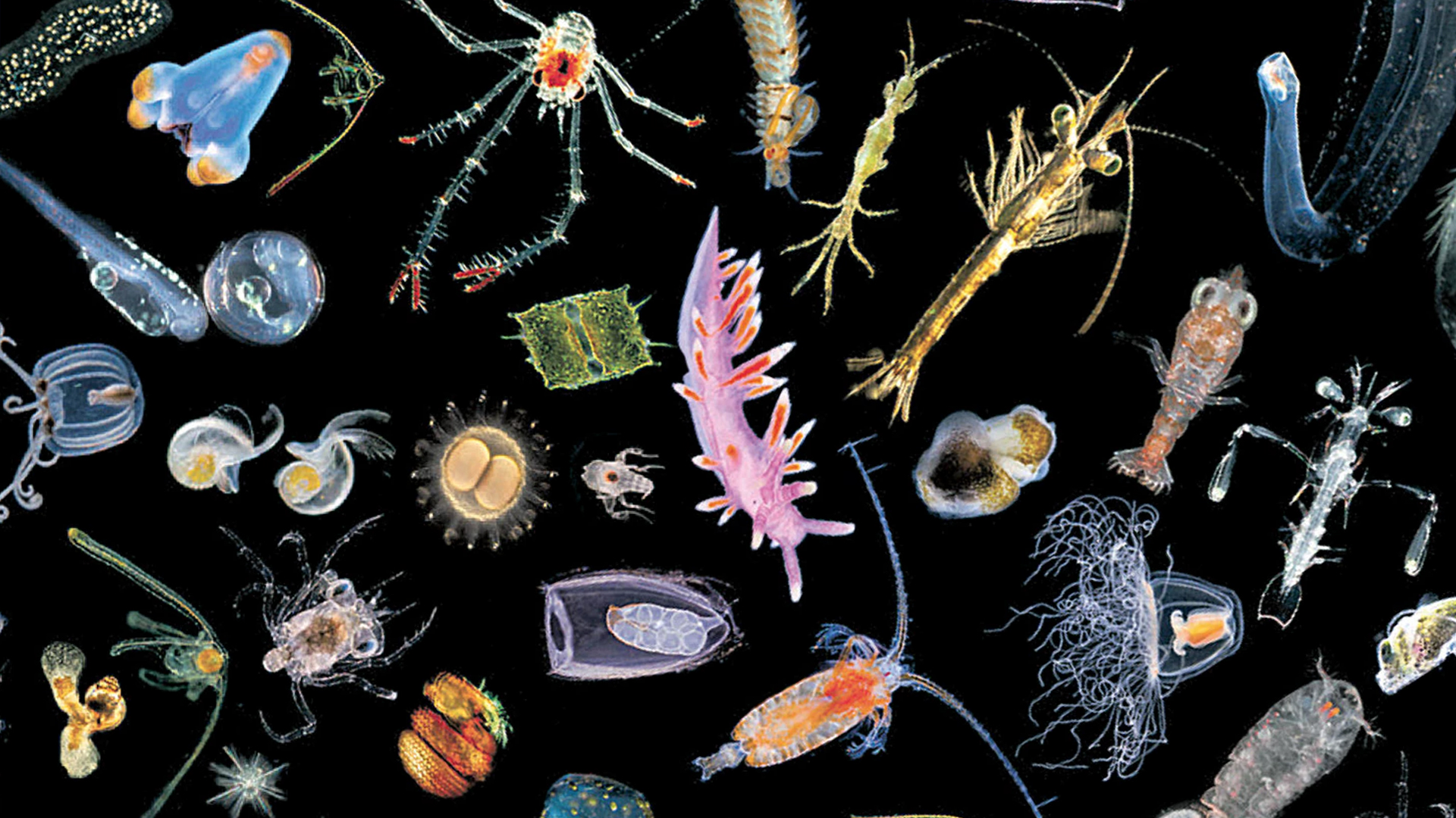 Зоопланктон зоопланктон
