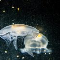 focused photography of white jellyfish