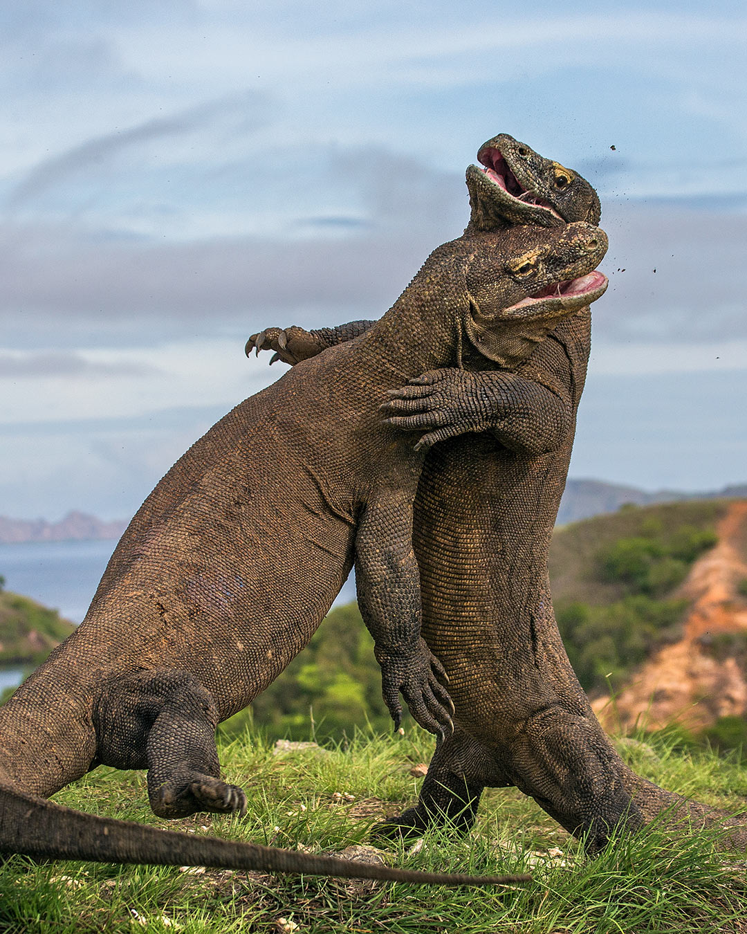How To Survive a Komodo Dragon Attack | What If Show